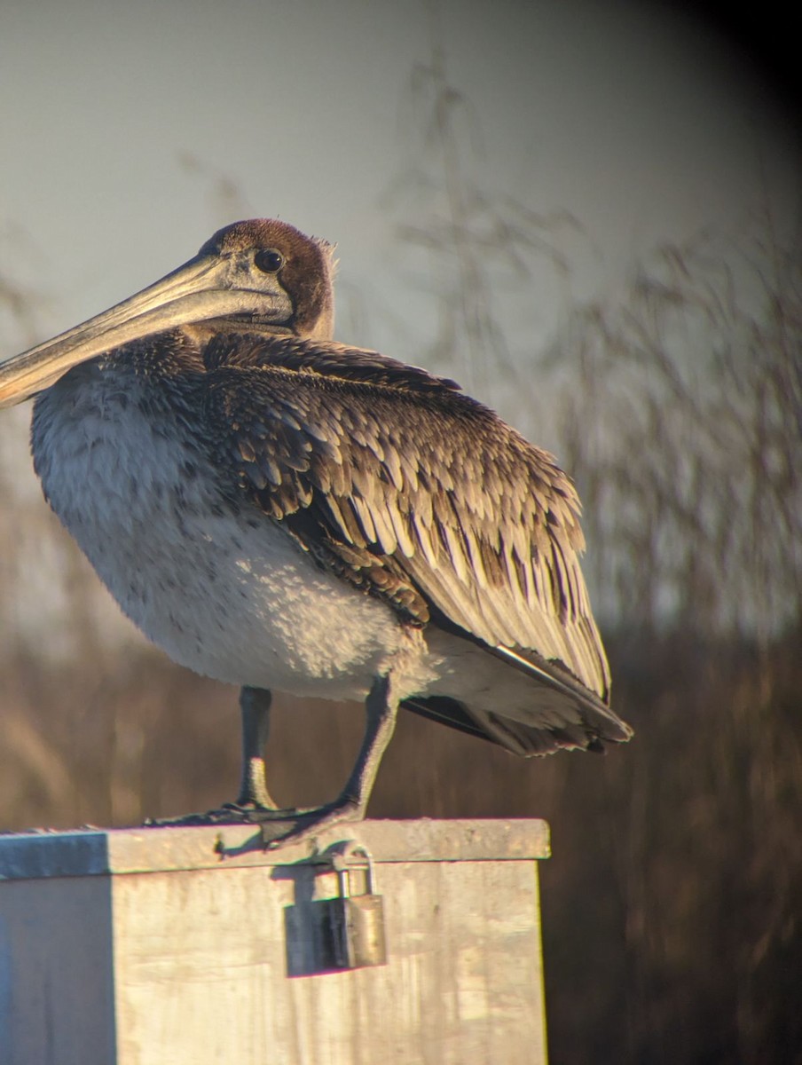 Brown Pelican - ML613097071