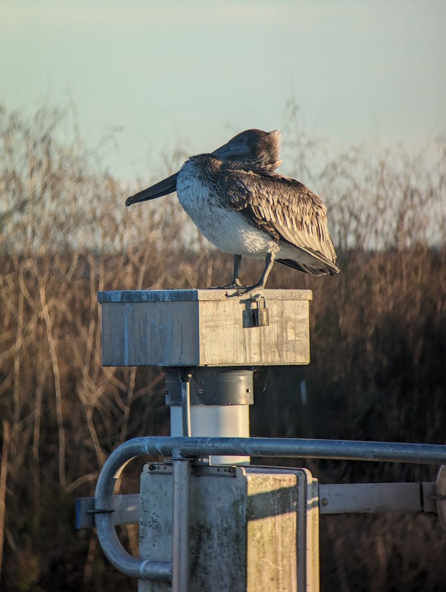 Brown Pelican - ML613097072