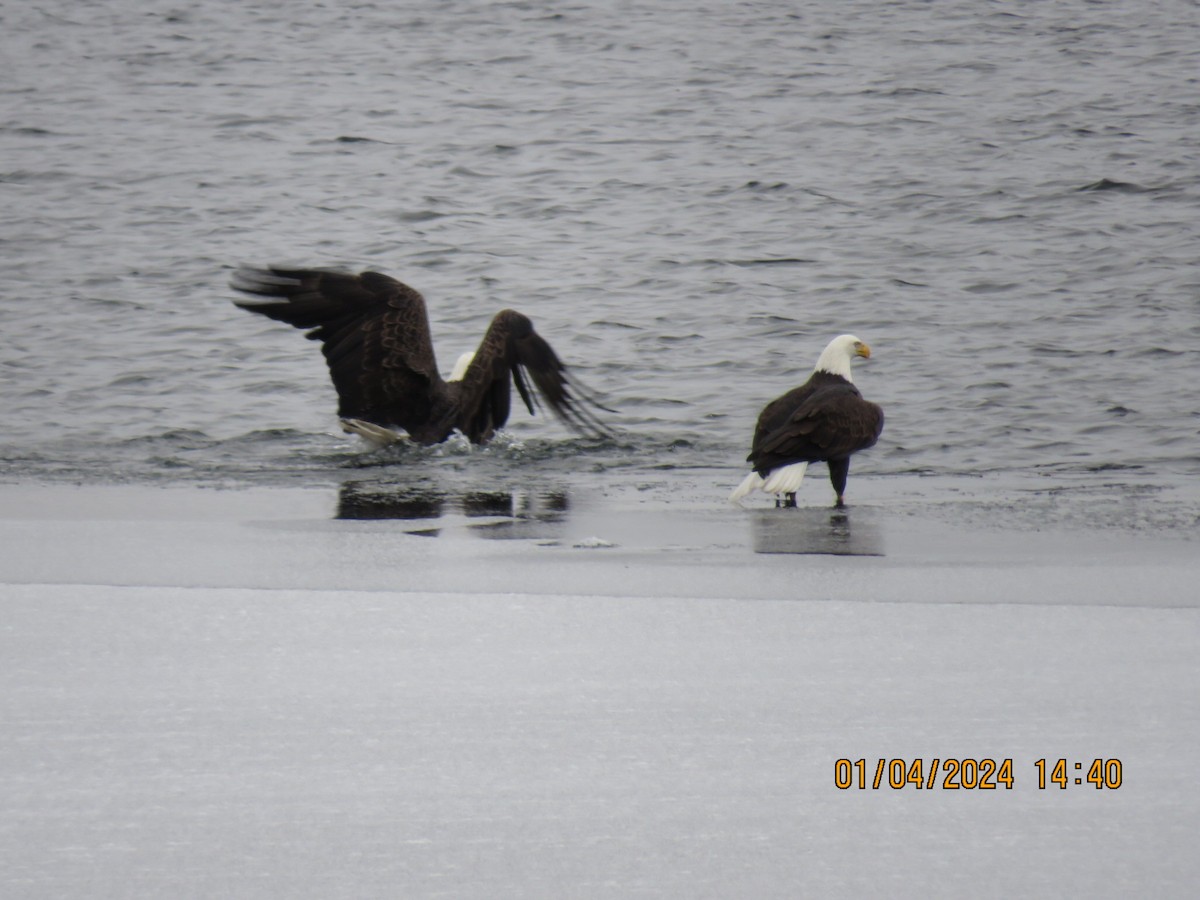 Bald Eagle - ML613097090