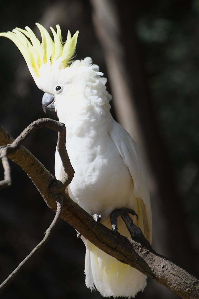 Sulphur-crested Cockatoo - ML613097091