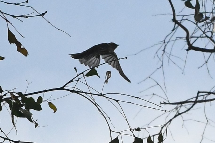 Gray Fantail - Michael Louey