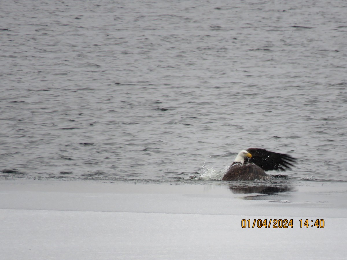 Bald Eagle - ML613097101