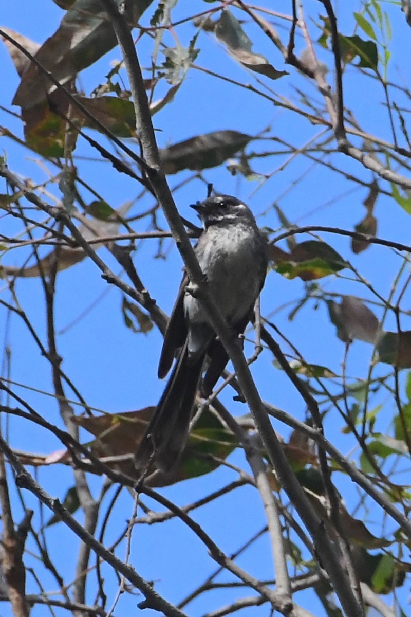 Gray Fantail - ML613097102