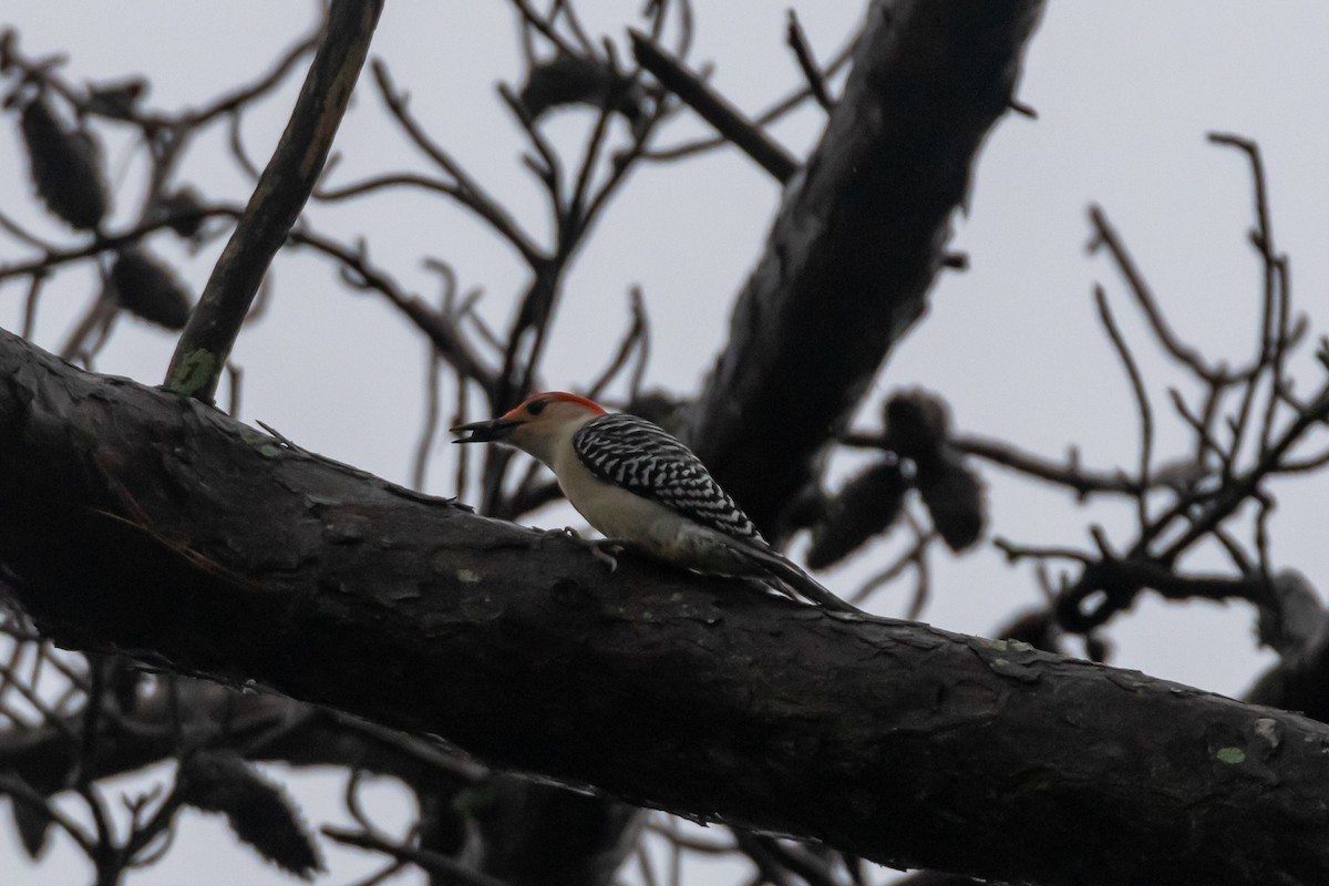 Red-bellied Woodpecker - ML613097144
