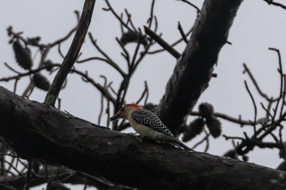 Red-bellied Woodpecker - ML613097145