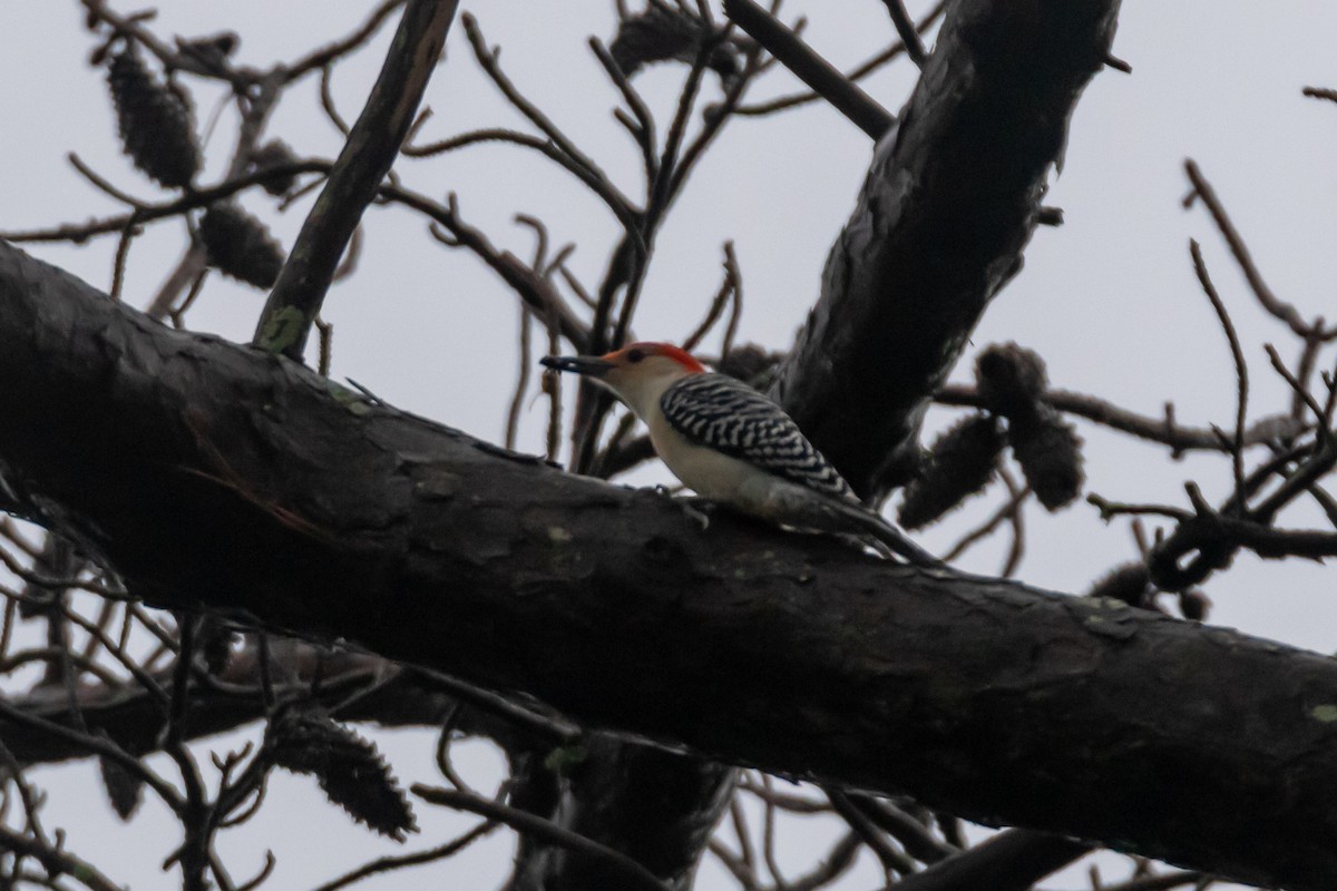 Red-bellied Woodpecker - ML613097146