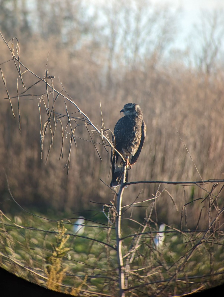 Snail Kite - ML613097172