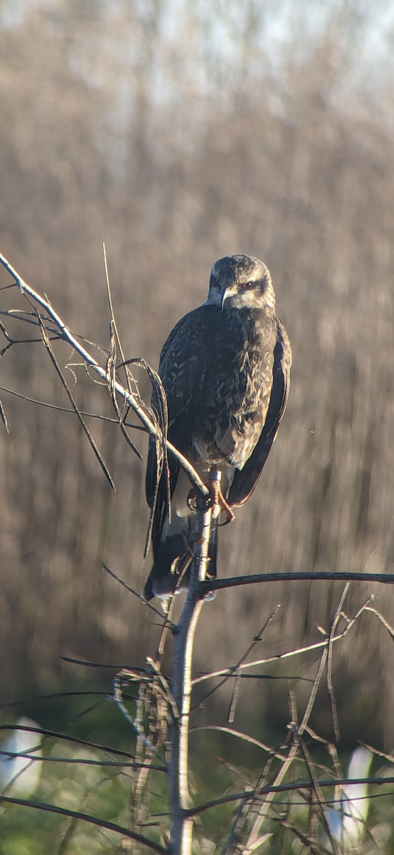 Snail Kite - ML613097173
