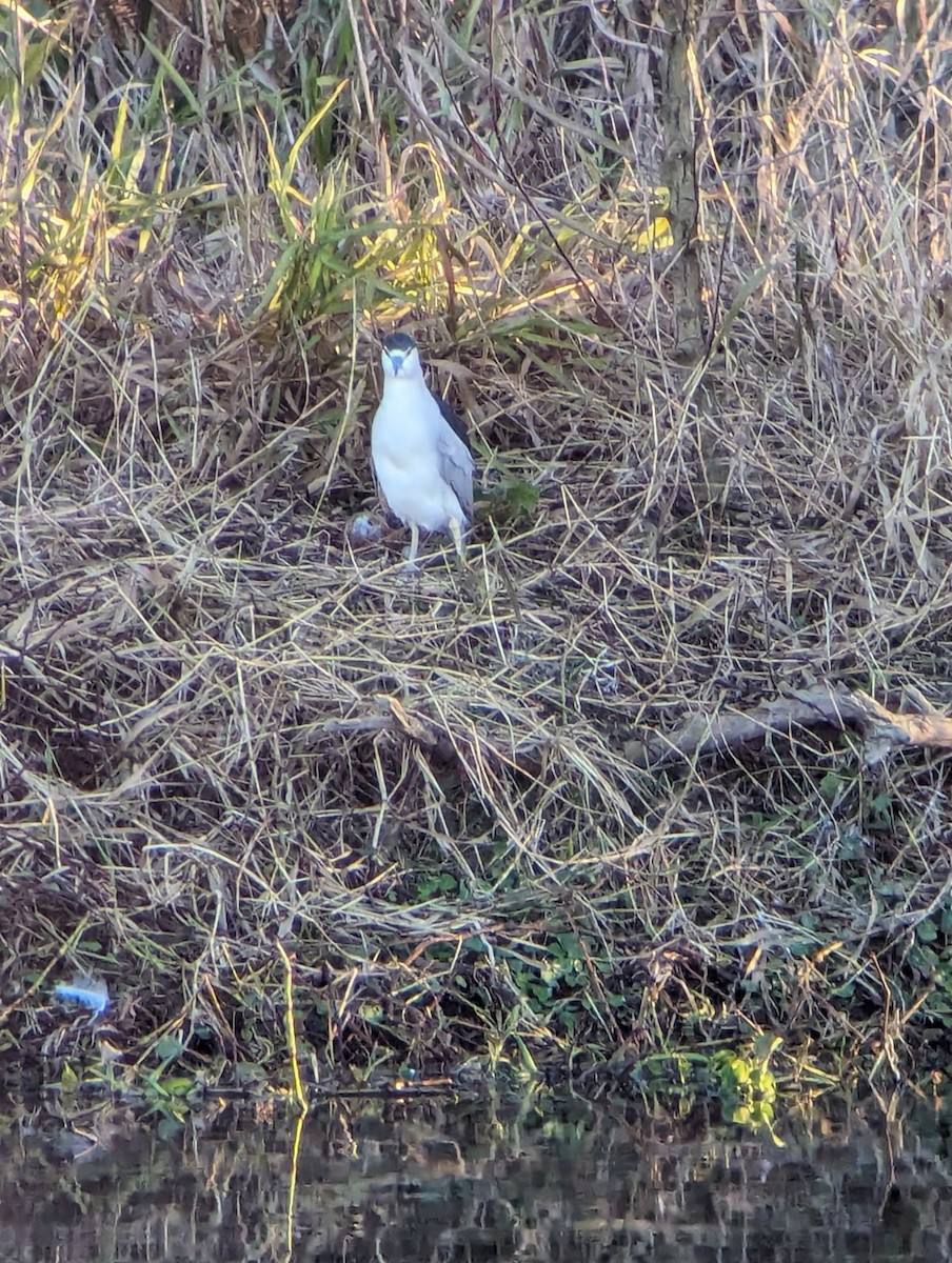 Black-crowned Night Heron - ML613097210