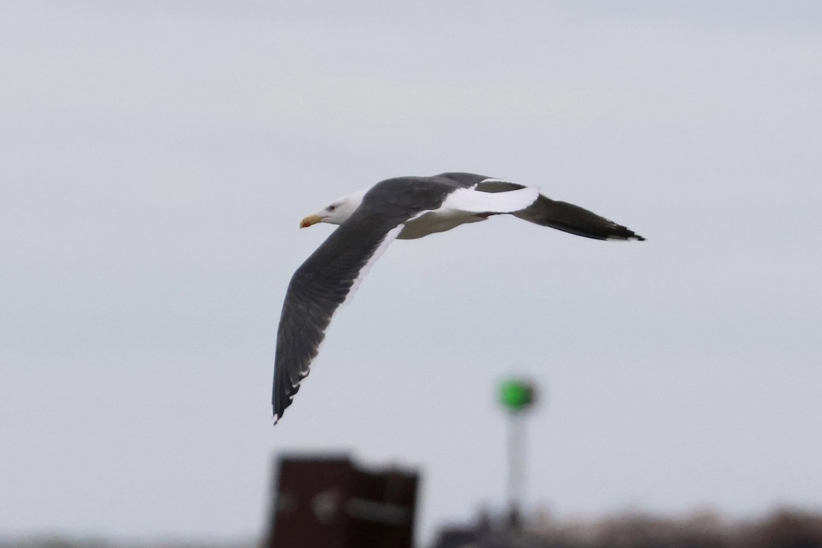 Great Black-backed Gull - ML613097265