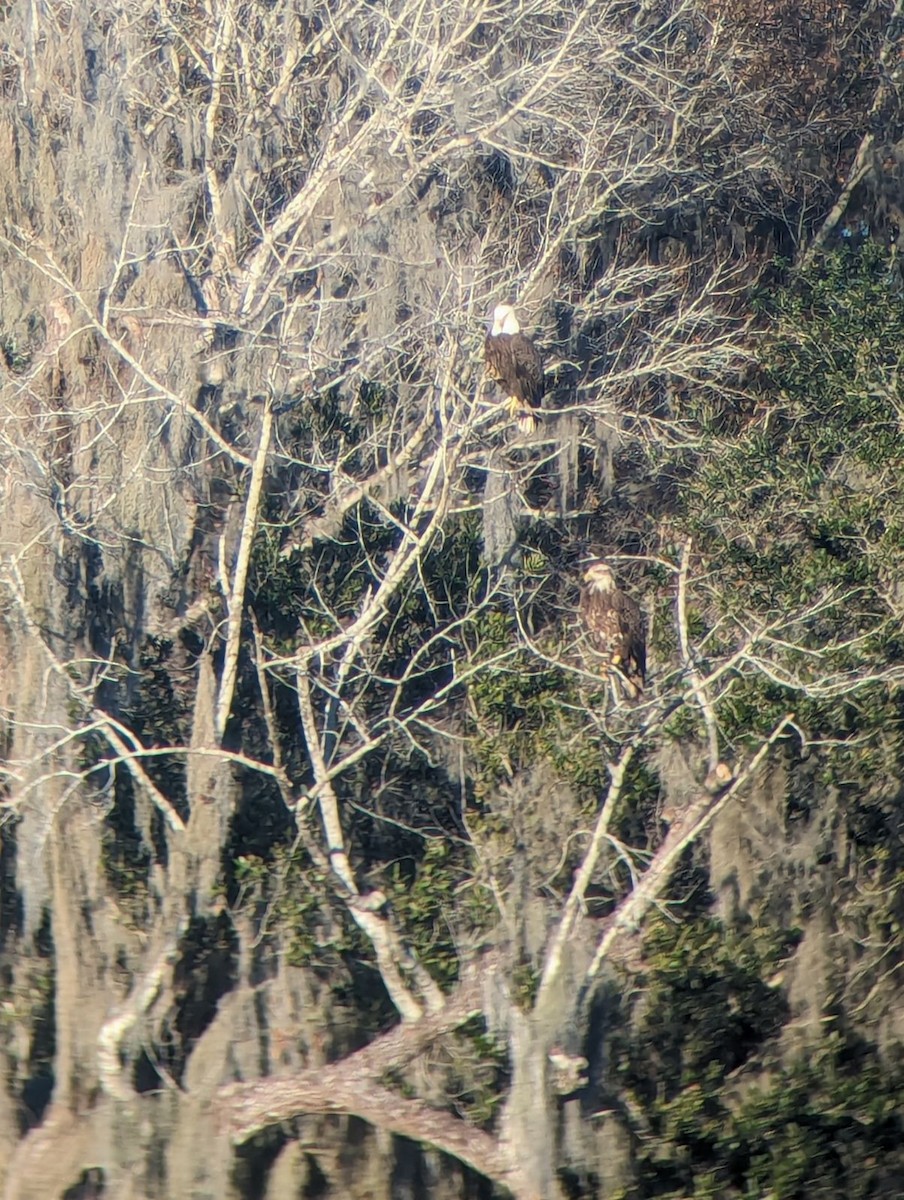 Bald Eagle - ML613097343