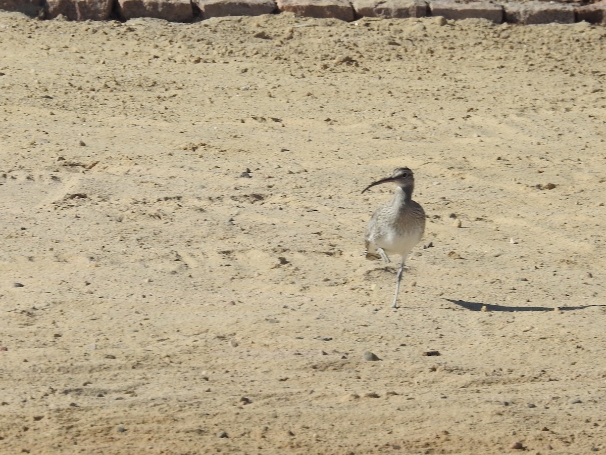 Eurasian Curlew - ML613097393