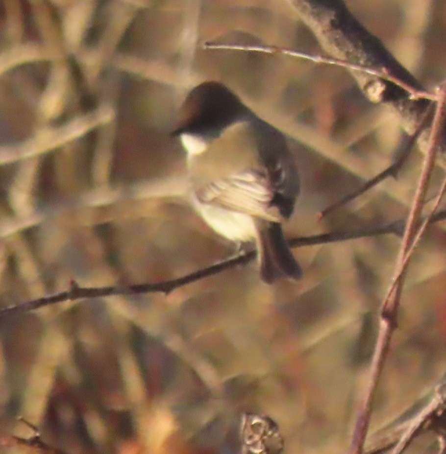 Eastern Phoebe - ML613097398