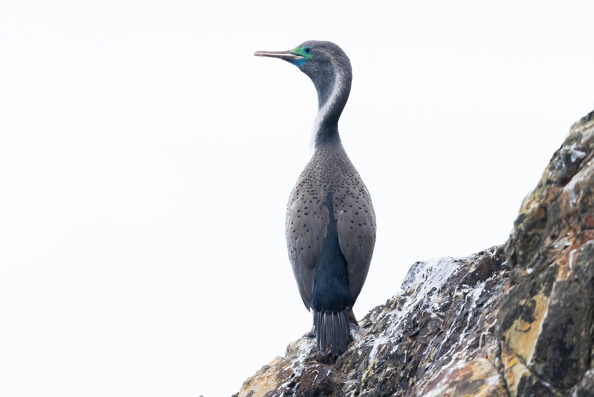 Spotted Shag - ML613097403