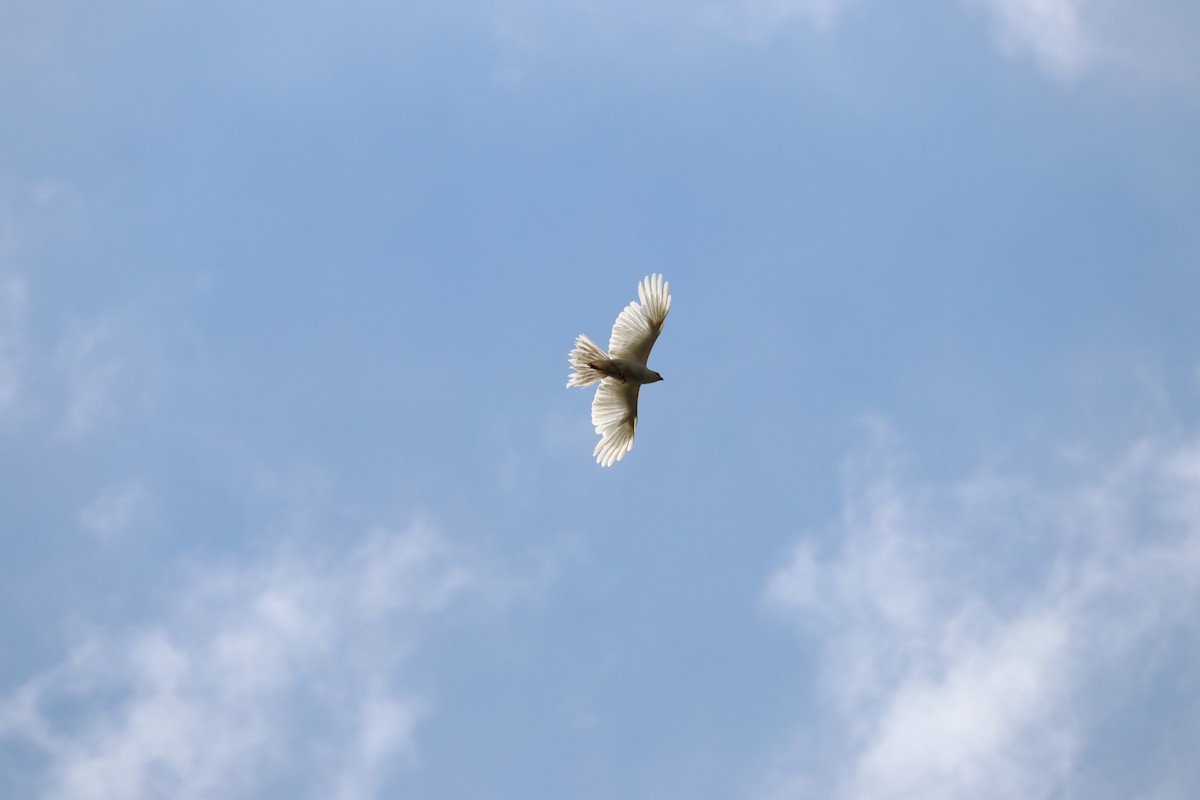 Gray Goshawk - ML613097436