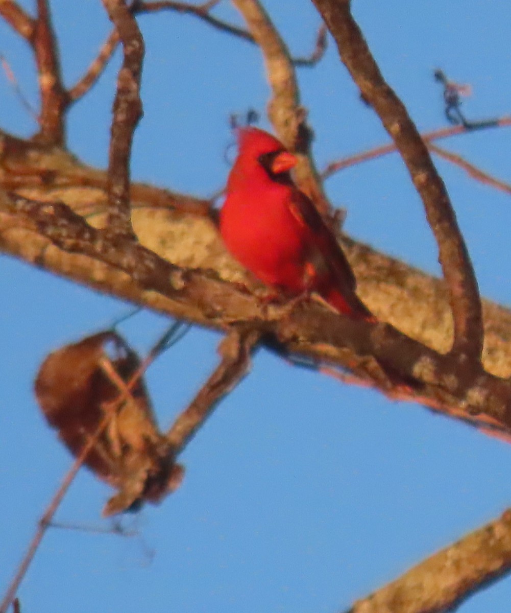 Northern Cardinal - Bill Wright_cc