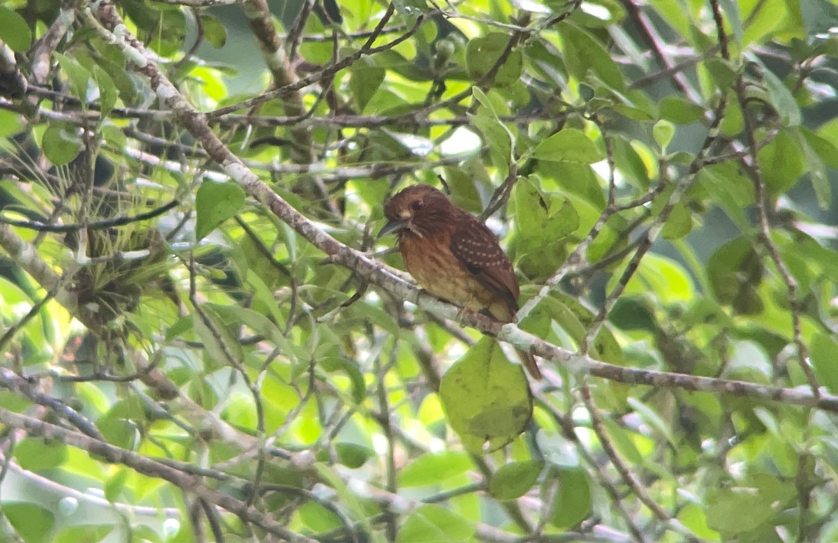 White-whiskered Puffbird - ML613097457