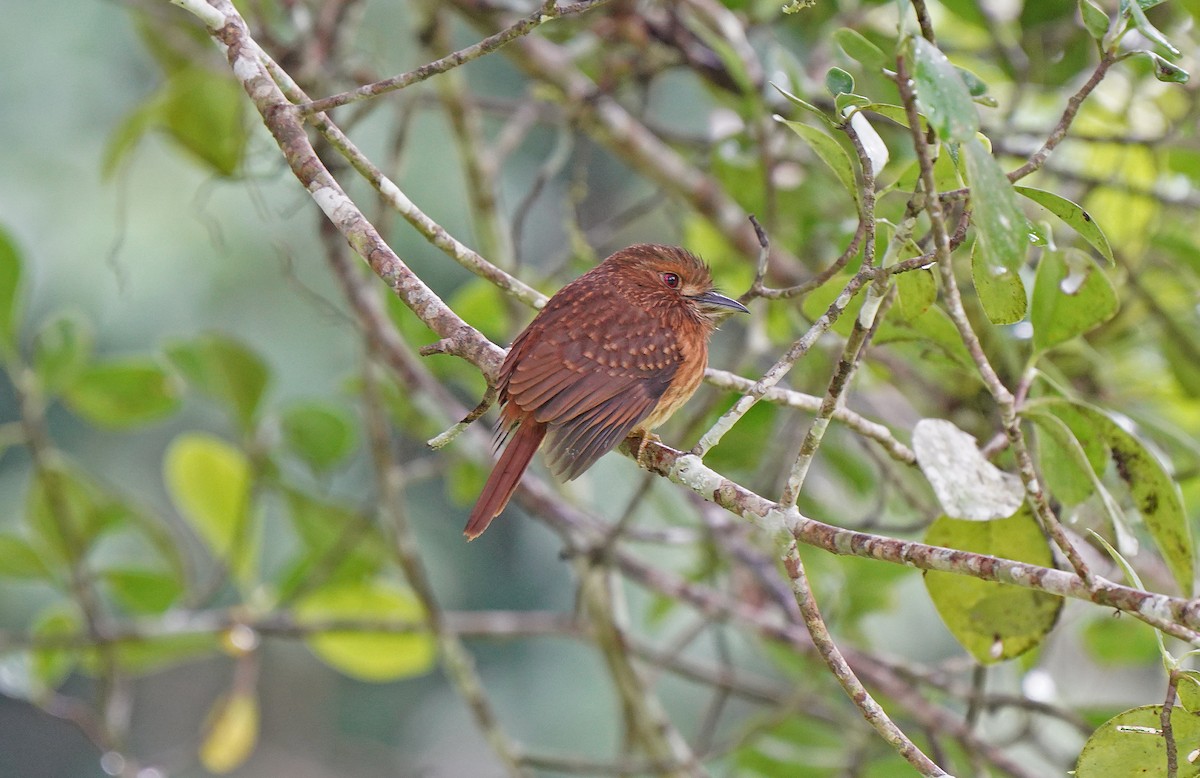 White-whiskered Puffbird - ML613097473