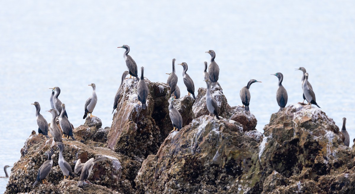 Spotted Shag - ML613097485