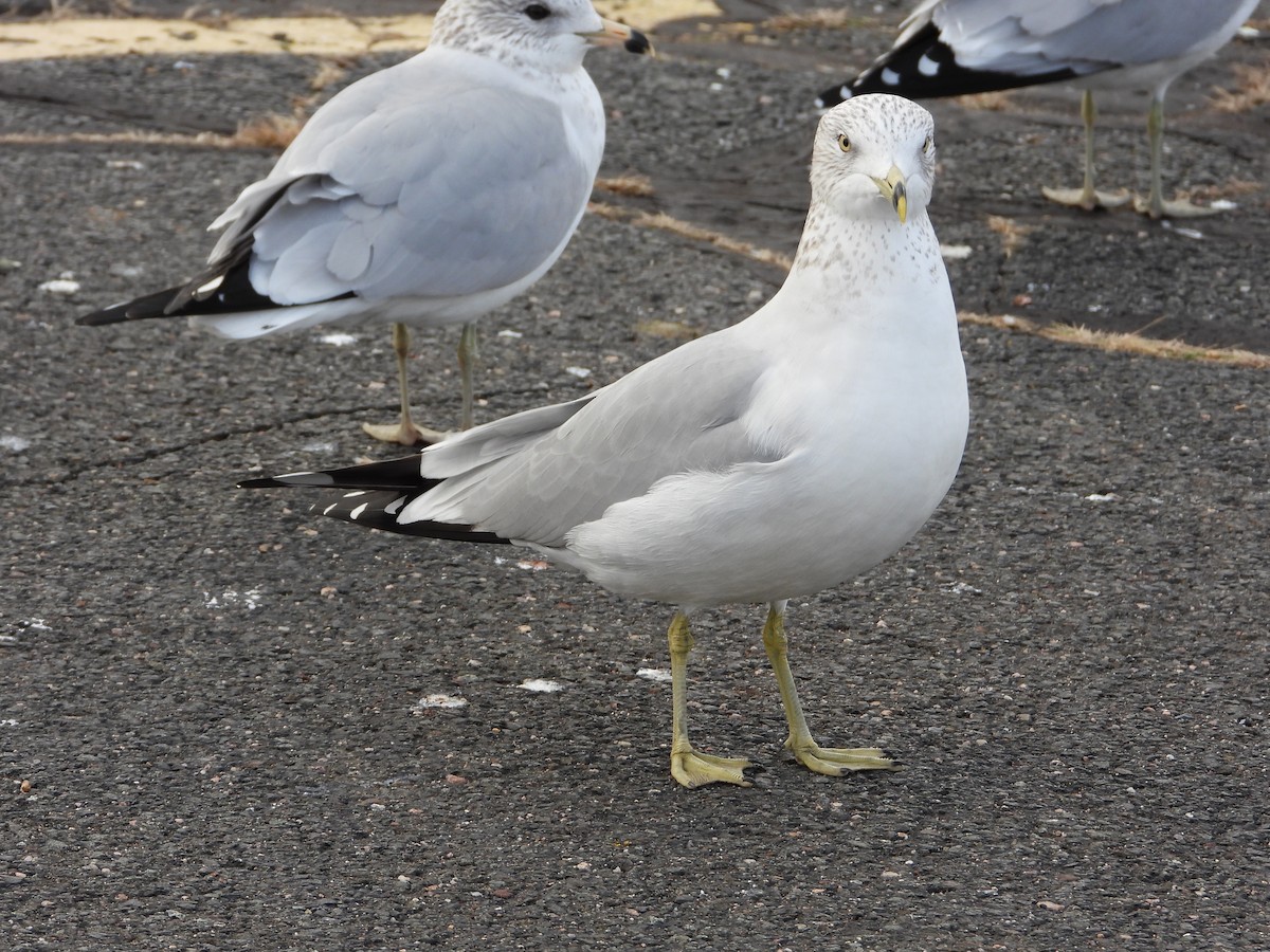 Ring-billed Gull - ML613097563