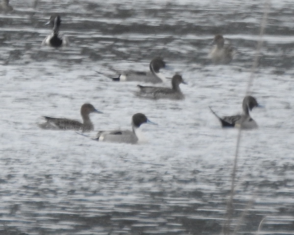 Northern Pintail - Wayne Longbottom