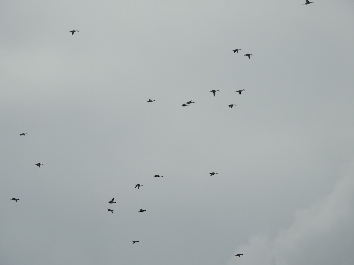 Northern Pintail - ML613097778