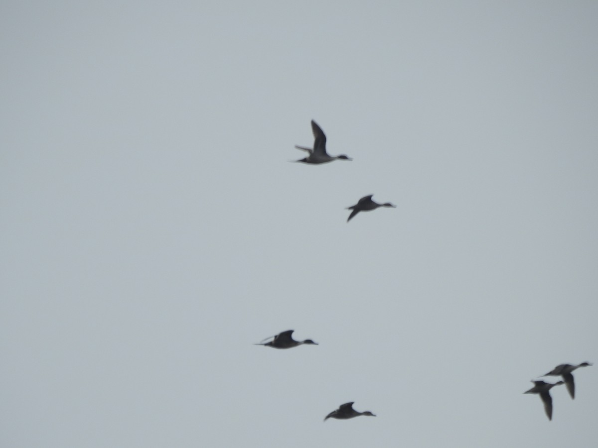 Northern Pintail - ML613097785