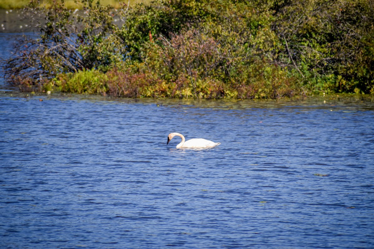 Trumpeter Swan - ML613097856