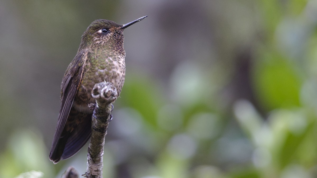 Violet-throated Metaltail - ML613097872