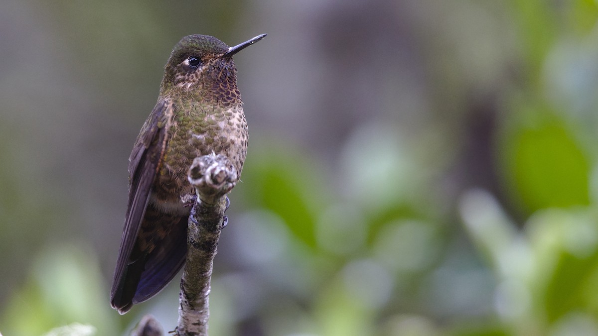 Violet-throated Metaltail - ML613097873