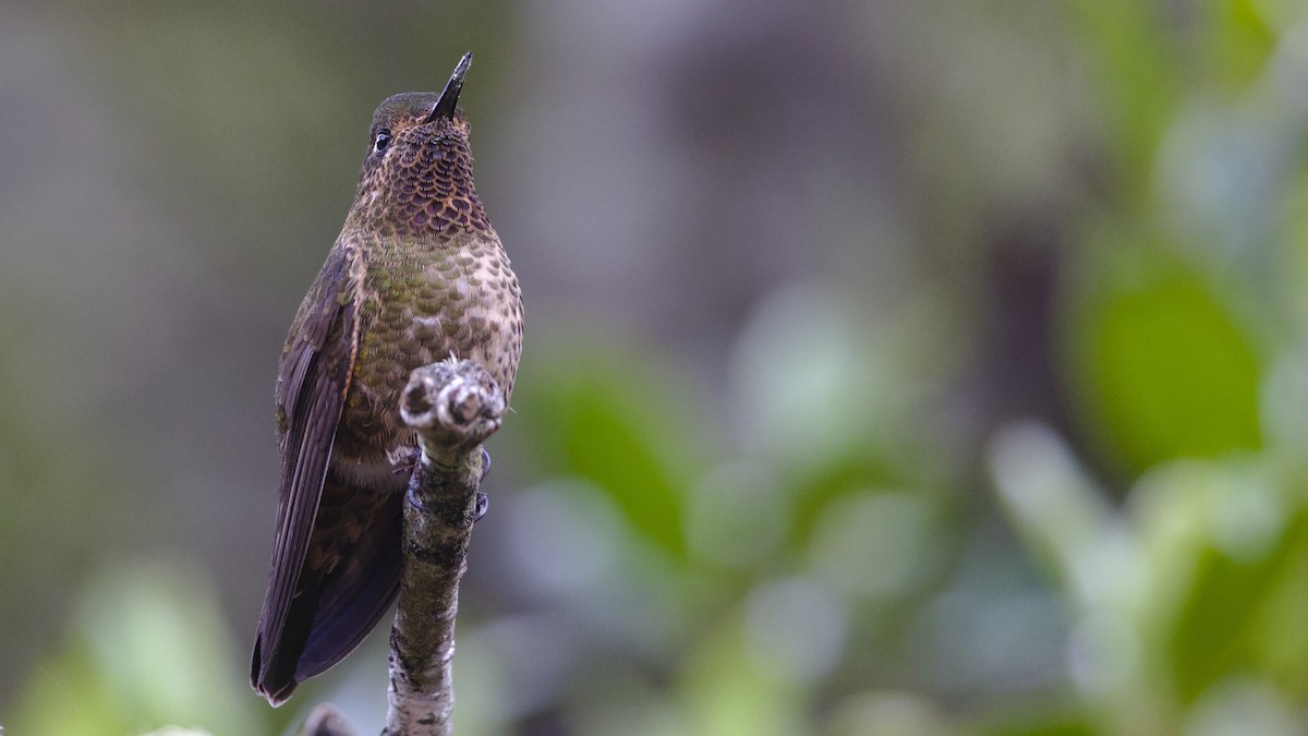 Violet-throated Metaltail - ML613097874
