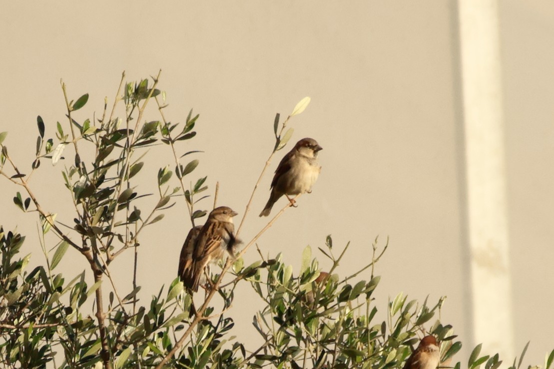 House Sparrow - ML613097900