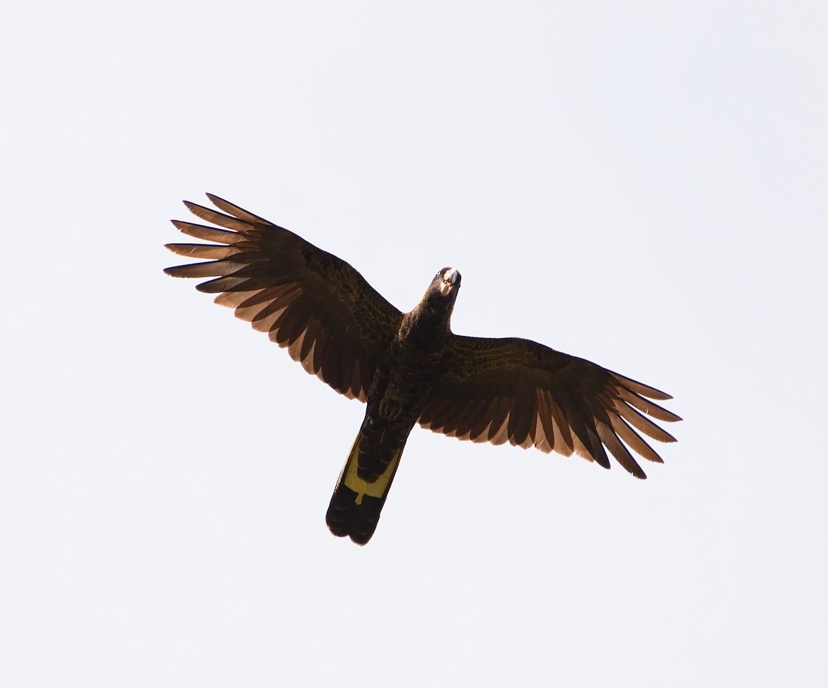 Yellow-tailed Black-Cockatoo - ML613097911