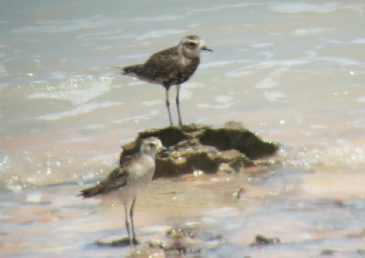 American Golden-Plover - ML613097916