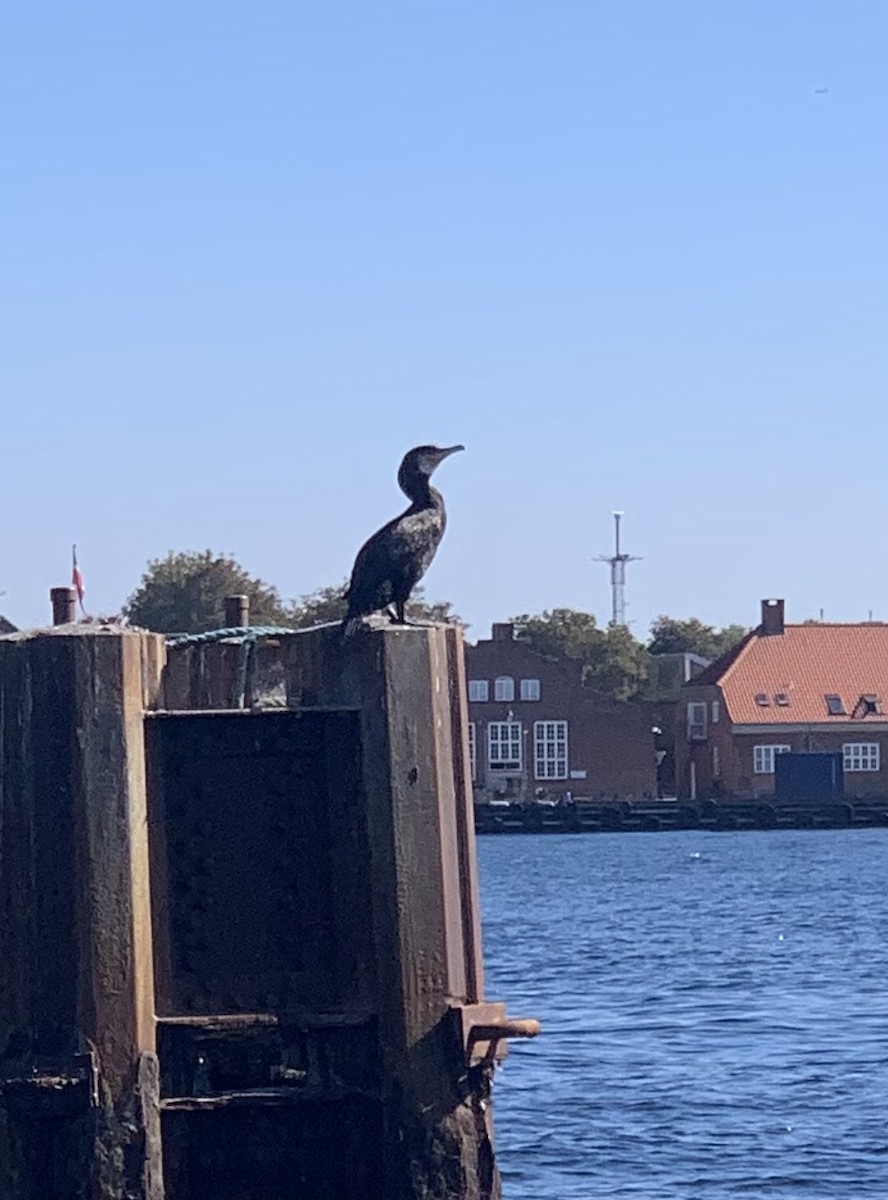 Great Cormorant - ML613097933