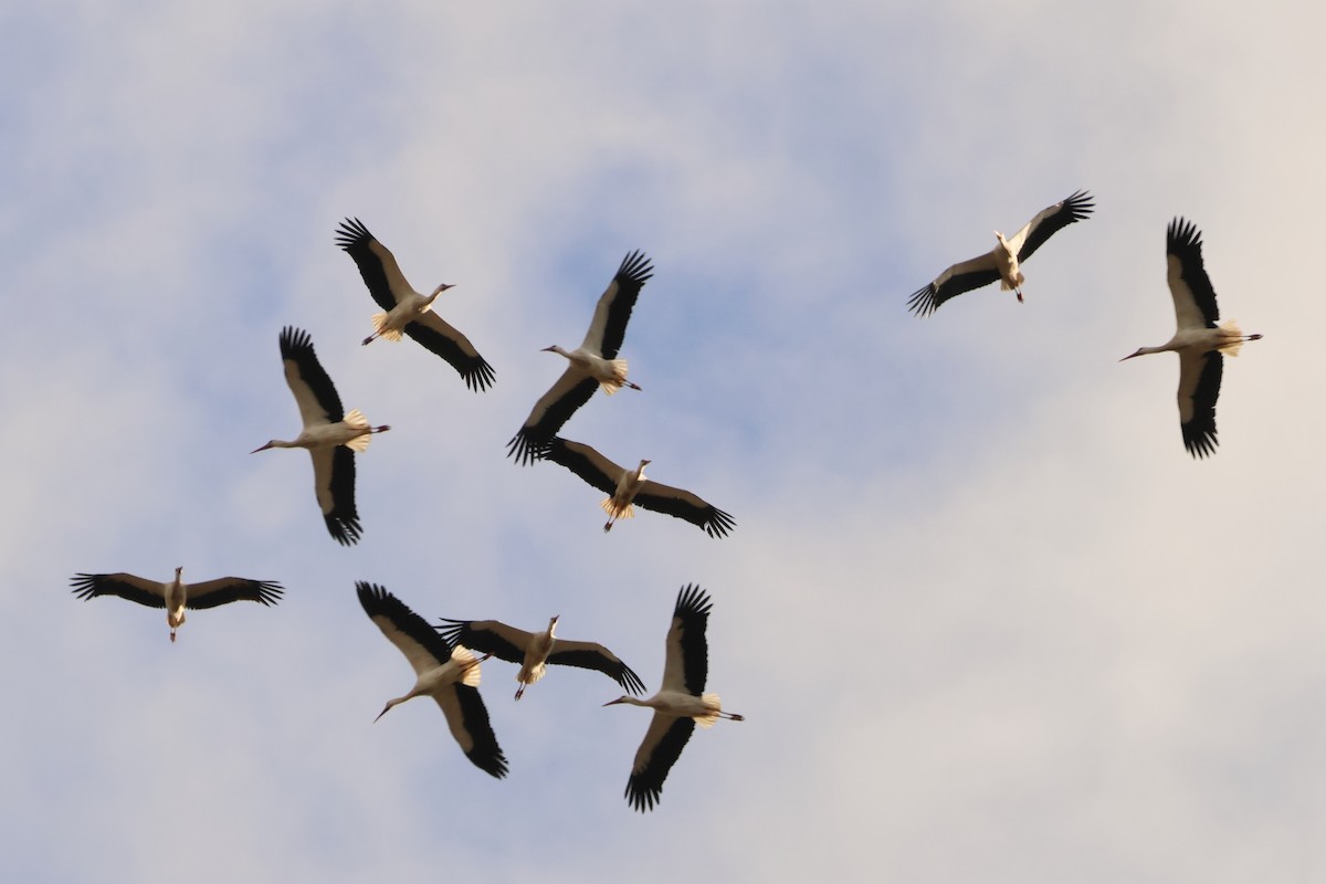 White Stork - ML613097935