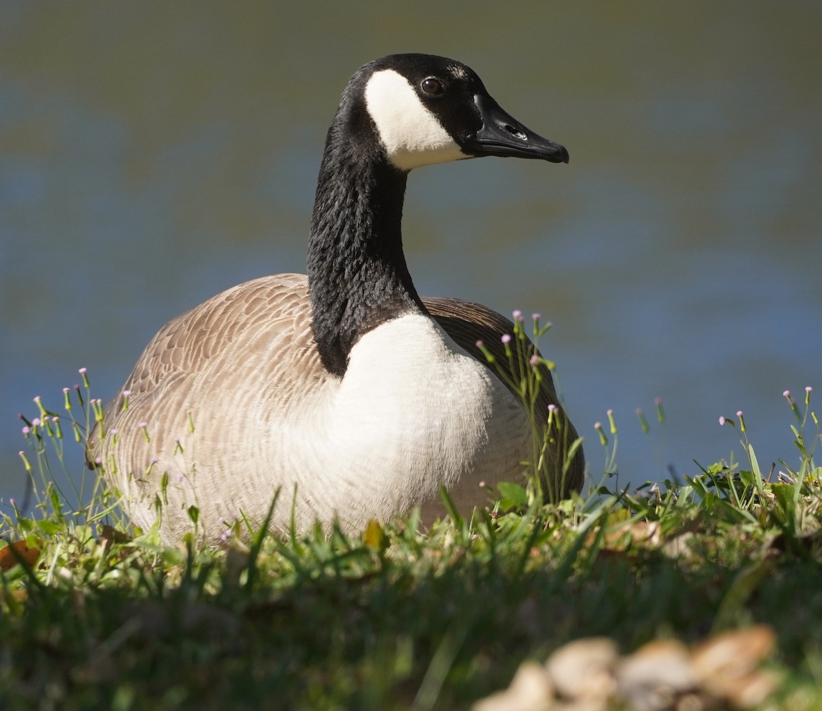 Canada Goose - John McCallister