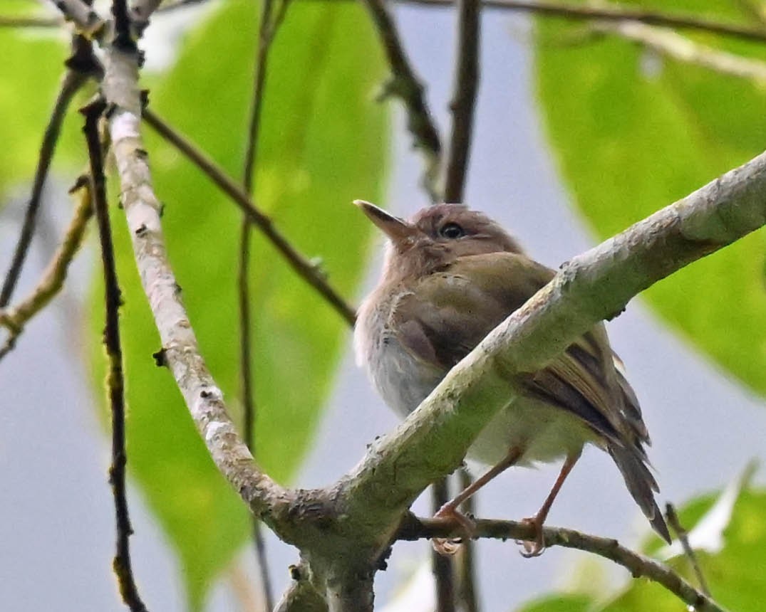 Buff-throated Tody-Tyrant - Tini & Jacob Wijpkema