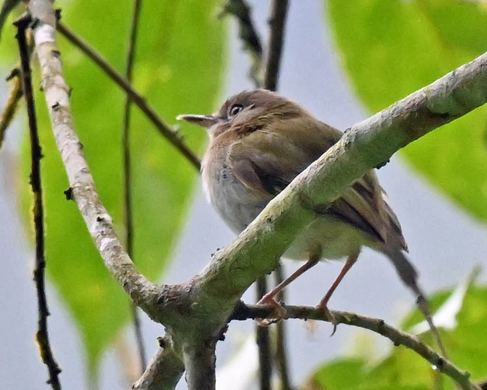 Buff-throated Tody-Tyrant - ML613097969