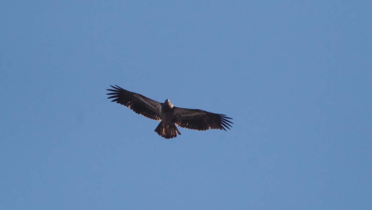 Bald Eagle - ML613097989