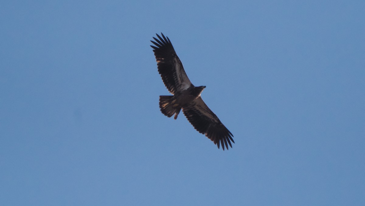 Bald Eagle - ML613097993