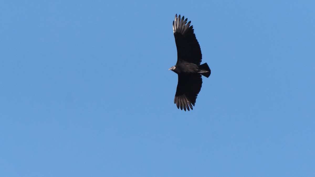 Black Vulture - ML613098015