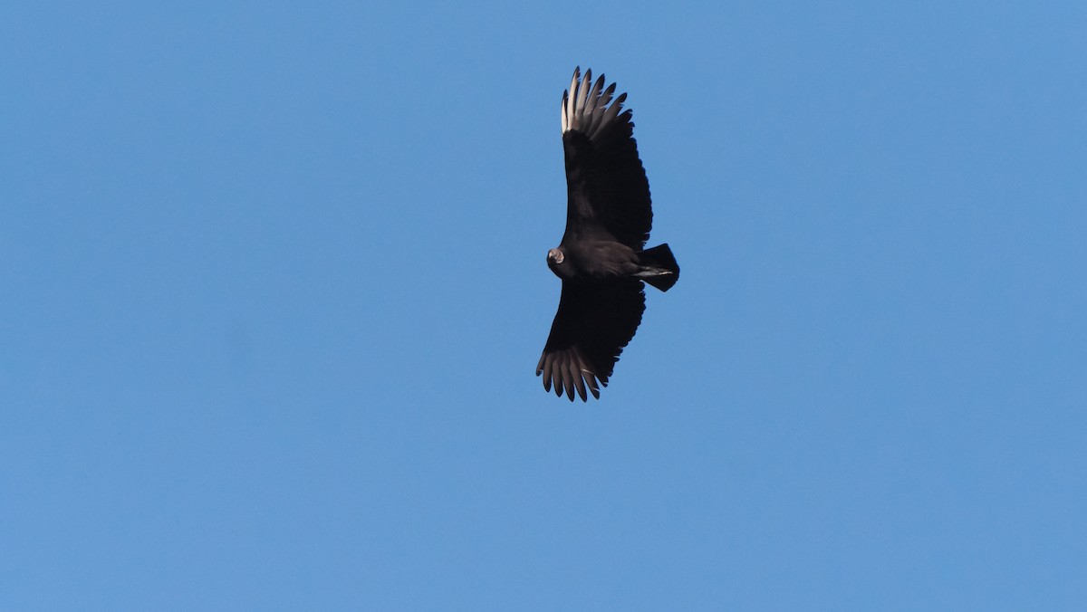 Black Vulture - ML613098016