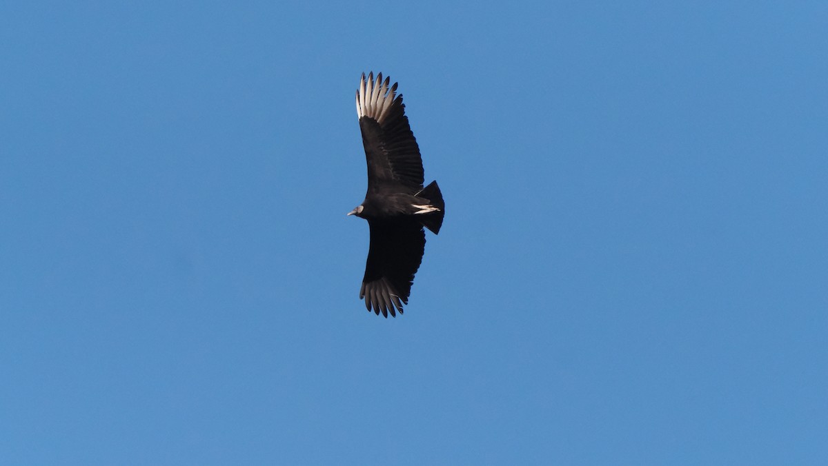 Black Vulture - ML613098036