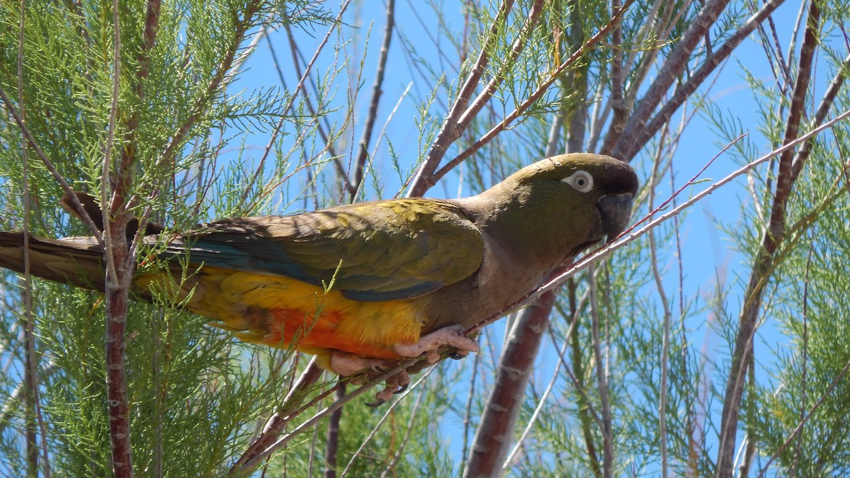 Patagonya Papağanı - ML613098069
