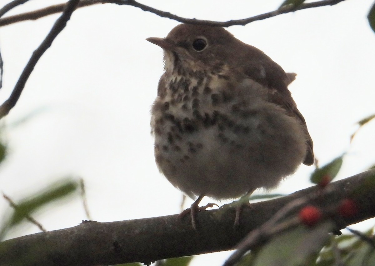 Hermit Thrush - ML613098085