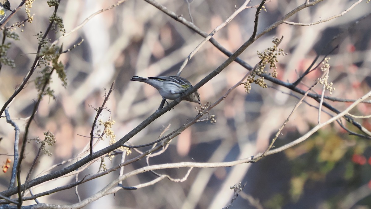 Yellow-rumped Warbler - ML613098098