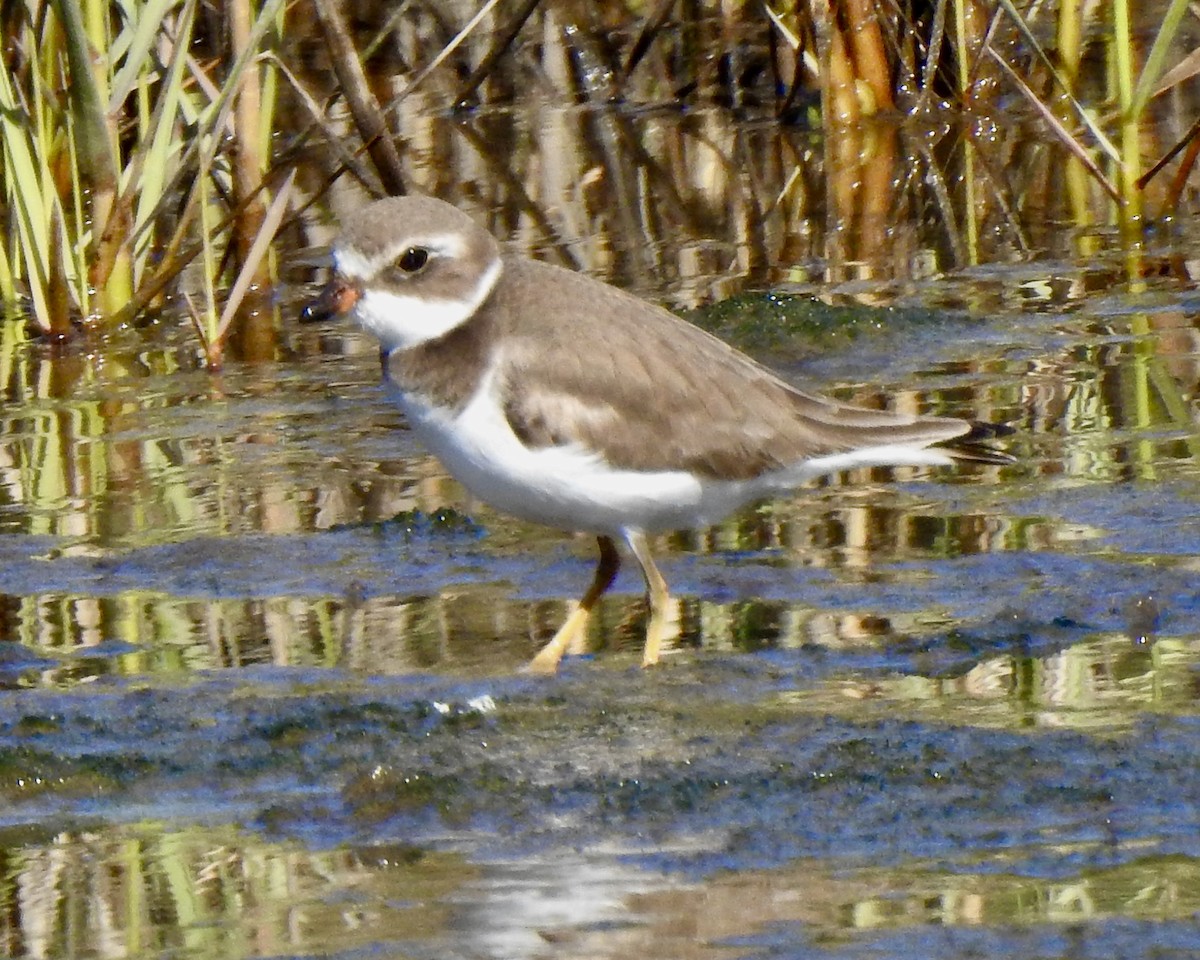 Semipalmated Plover - ML613098112