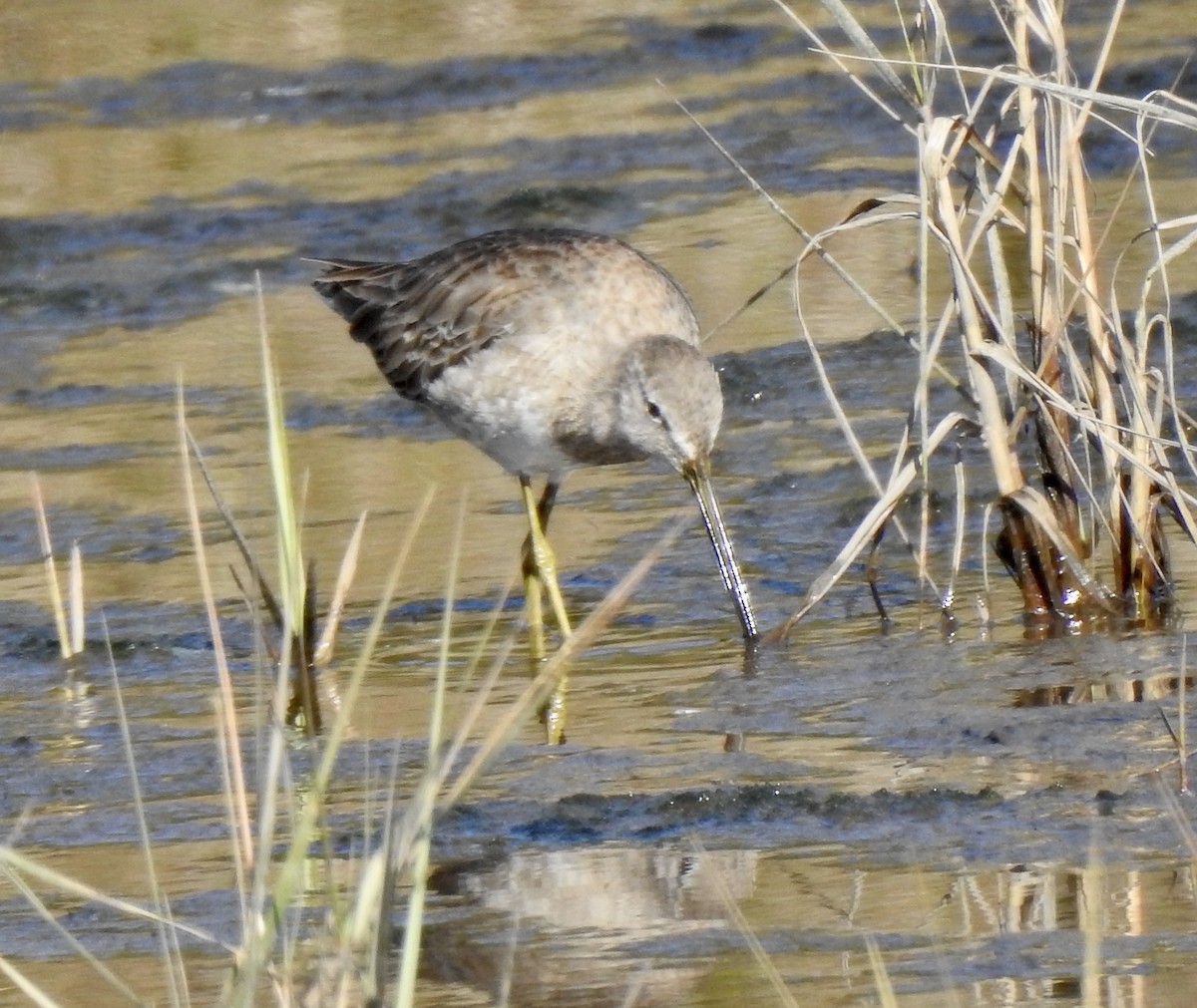 Short-billed/Long-billed Dowitcher - ML613098122