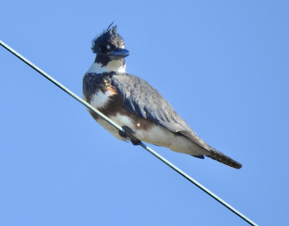 Belted Kingfisher - ML613098131